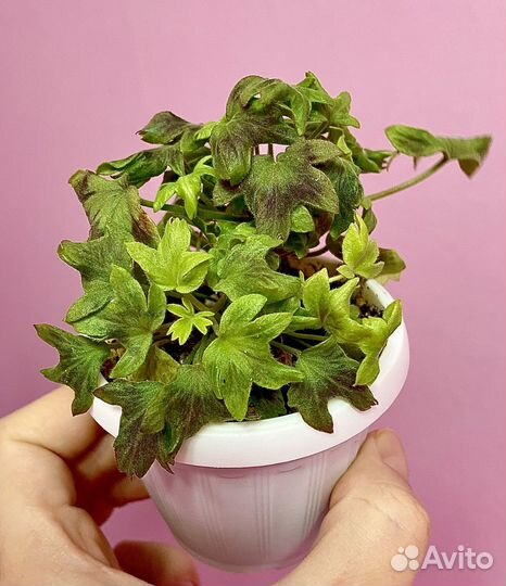 Пеларгонии сортовые