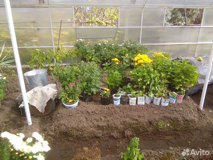 Комнатные растения цветы