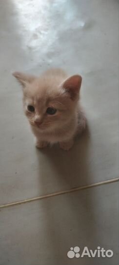 Британская