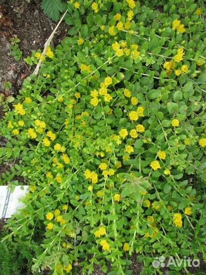 Вербейник монетчатый