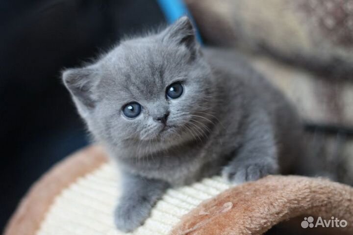 Шотландская девчушка, Скоттиш Страйт