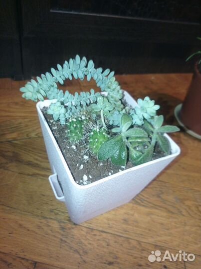 Хойя, хатиора, кактусы, суккуленты, фиалки