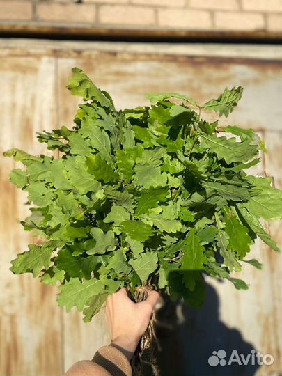 Веники для бани дуб береза крапива пихта