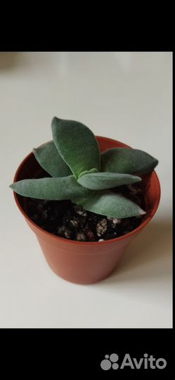 Суккуленты