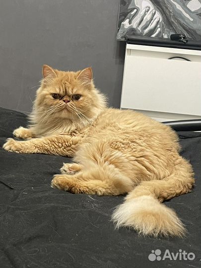 Персидская кошка