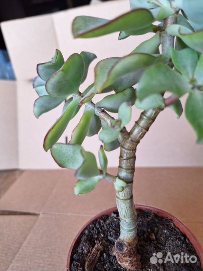 Толстянка Crassula arborescens undulatifolia