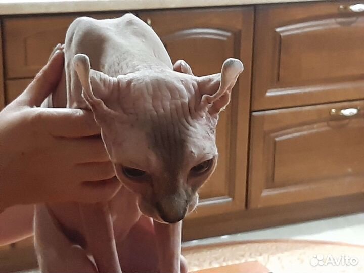 Кошка Эльф Сфинкс вязка