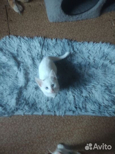 Отдам котят