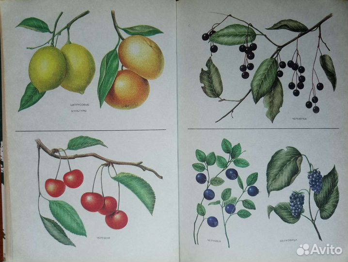 Ботанические иллюстрации плоды И ягоды