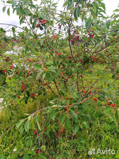 Отросток вишни