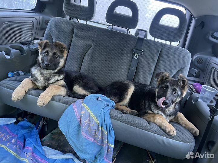 Немецкая овчарка