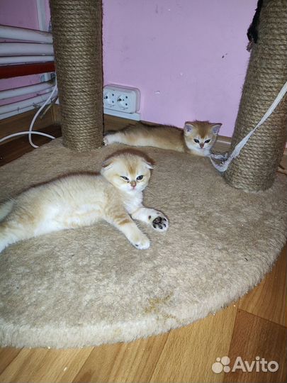 Золотые котята