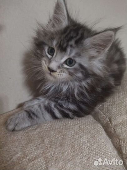 Кошки мейн-кун