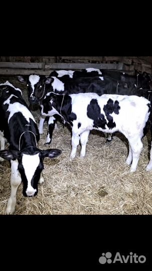 Бычки мясной породы М