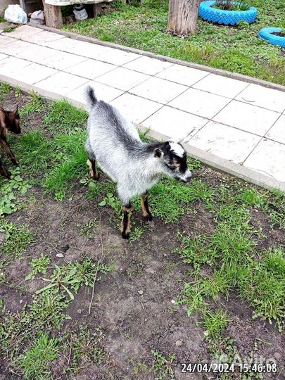 Коза дойная молочная и козлята