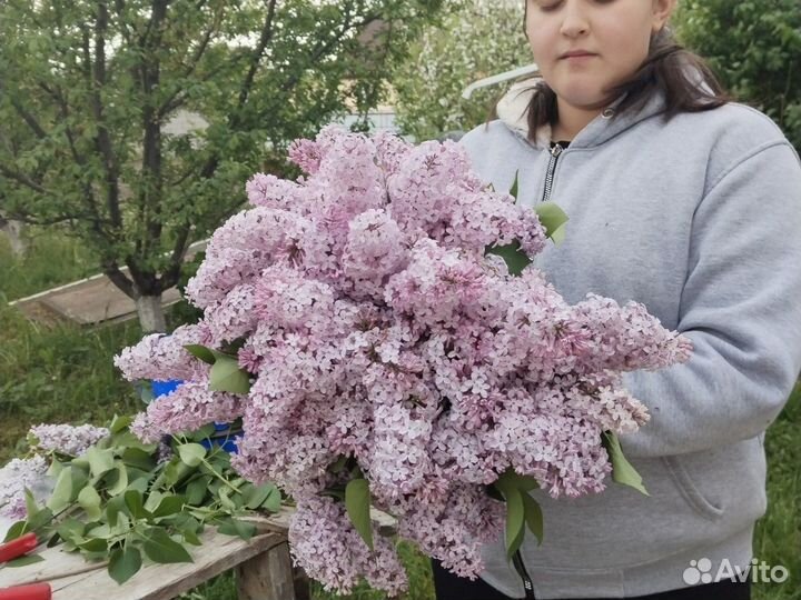 Светло фиолетовый сирень