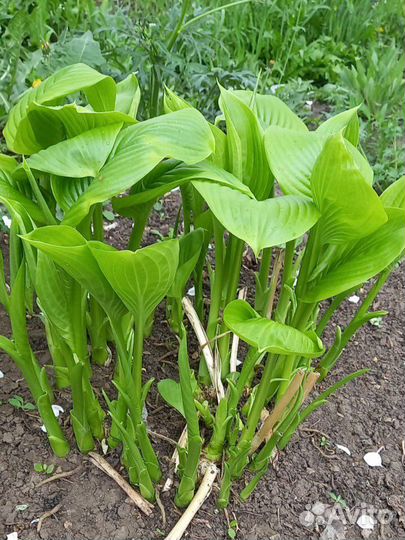 Продается Хоста