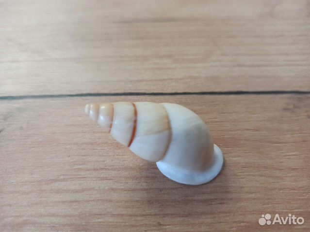 Морская раковина