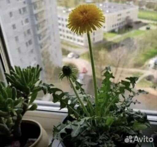Карликовая Хризантема купить в Москве | Товары для дома и дачи | Авито