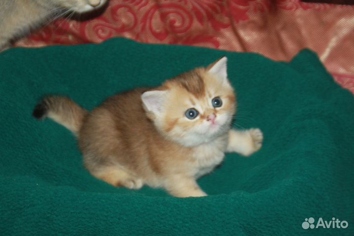 Шотландские котята
