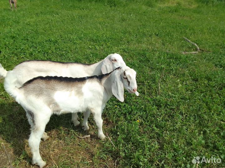 Козлики англо-нубийцы