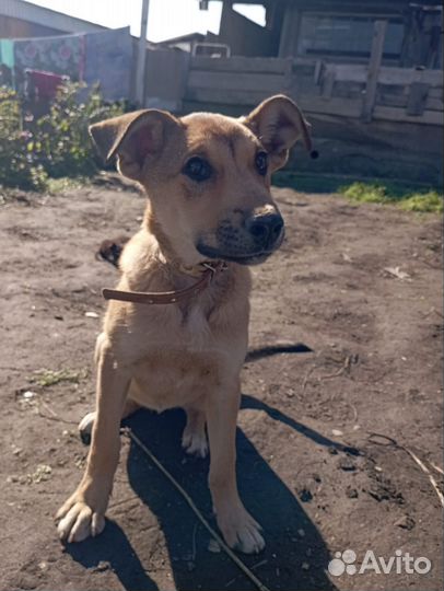 Щенок в добрые руки