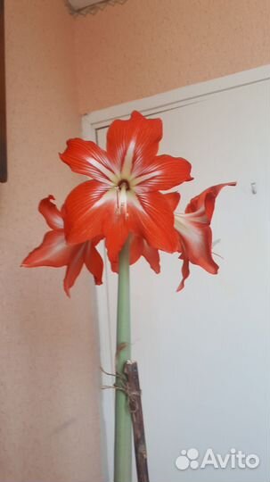 Амариллис