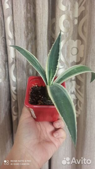 Комнатные растения