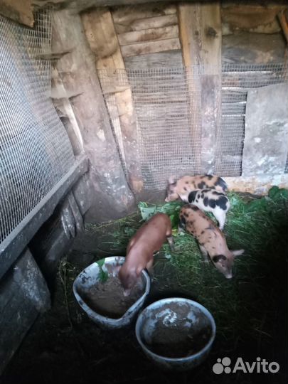 Поросята пьетрен+дюрок