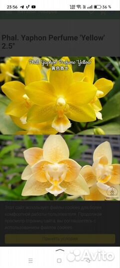 Орхидеи Фаленопсисы мультифлоры