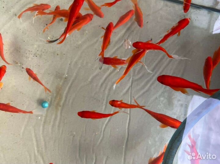 Рыба комета