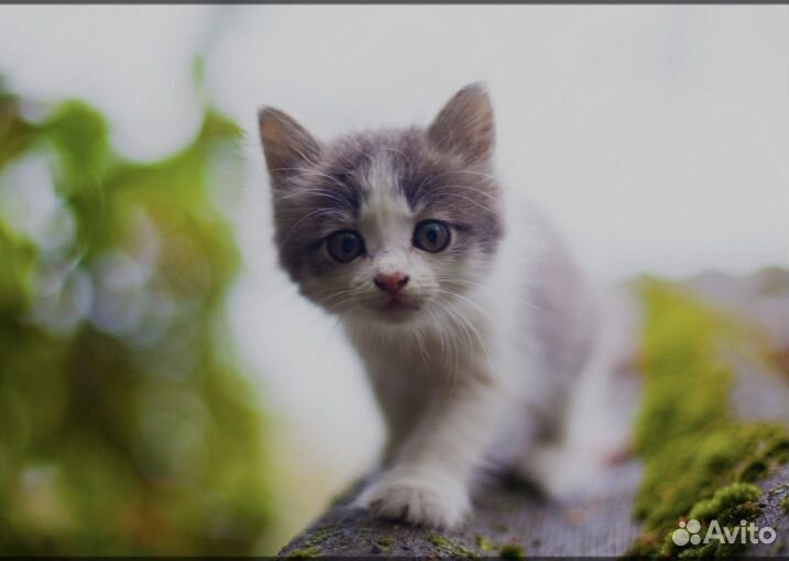 Котенок (Кошка) в дар