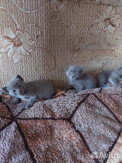 Отдаю в добрые руки