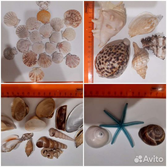 Ракушки для интерьера и аквариума