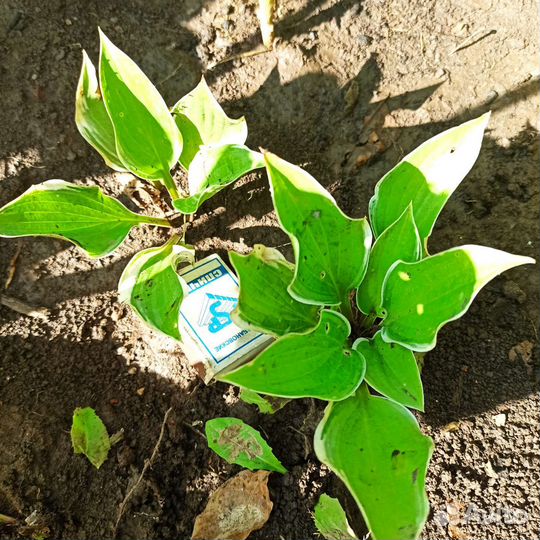 Хосты Бересклет Голд и Вайт