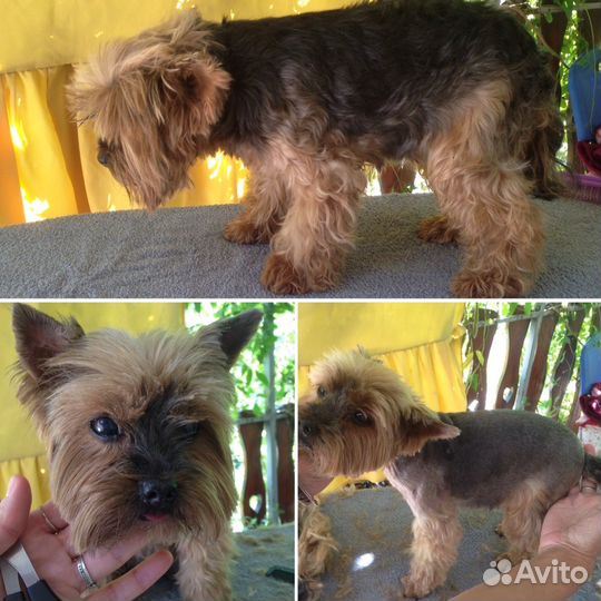 Грумер, стрижка собак любых пород. Вычес кошек