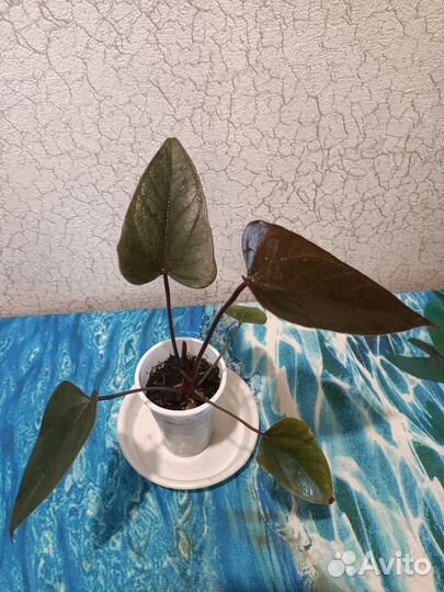 Комнатные цветы антуриум