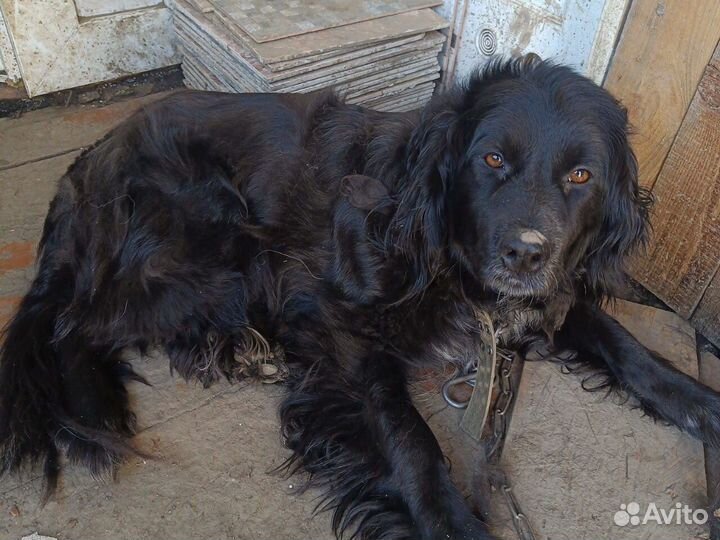 Отдам в добрые руки девочку спаниель 2 года