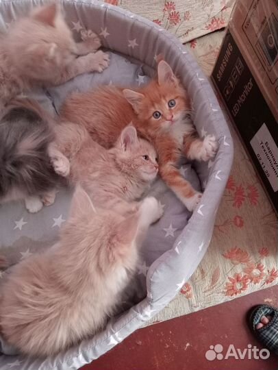Котята мейн-кун