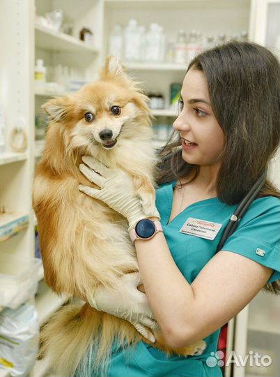 Кастрация, стерилизация кошек и собак