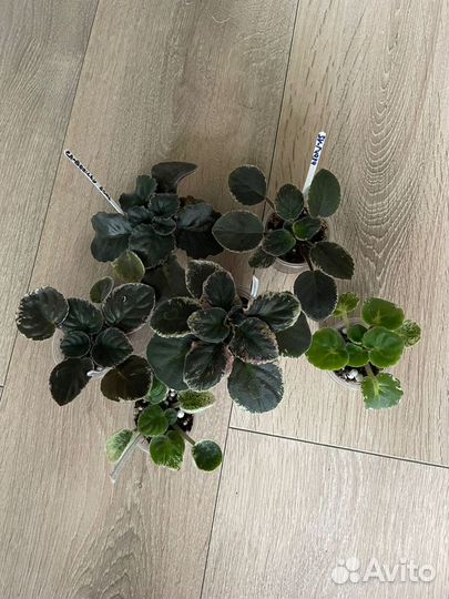 Фиалки сортовые детки