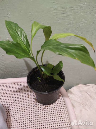 Спатифилум