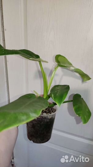 Филодендрон хосе буэно (имбе вайт)