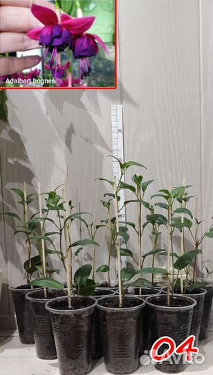 Комнатные растения