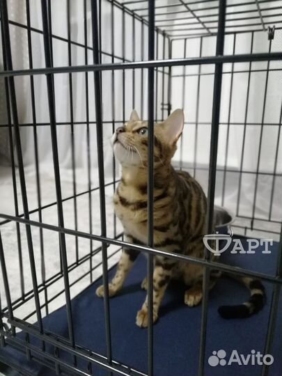 Клетка для животных