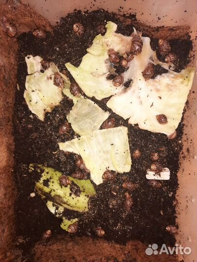 Улитки ахатины маленькие