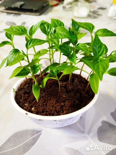 Рассада перца сладкого и острого