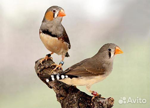 Волнистый попугаи, амадины