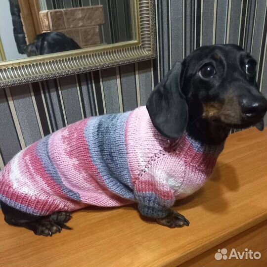 Одежда для собаки