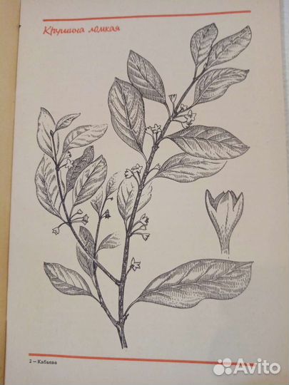 Кабаева И. А. Крушина. Декоративные кустарники